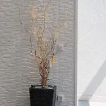 Apartment Cvita